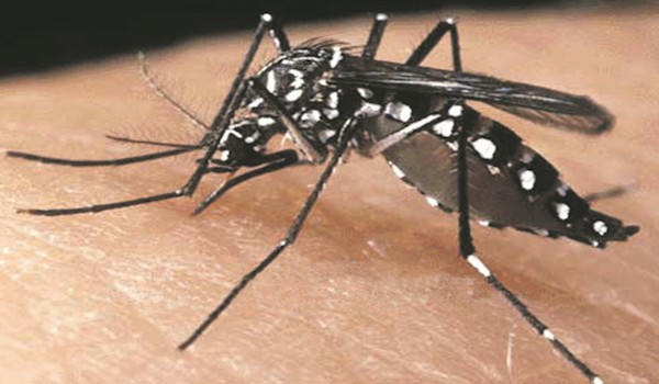 Governo já destinou R$ 12,7 milhões para controle da dengue