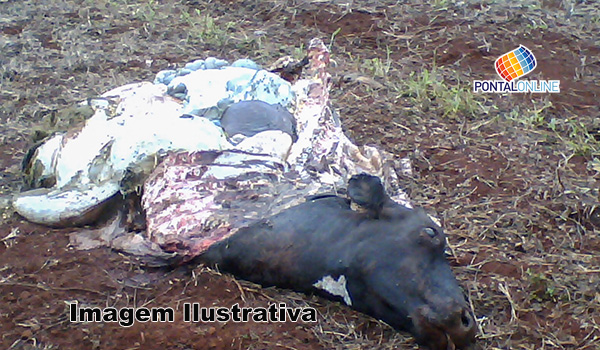 Suspeitos abatem gado em Planura