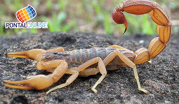 Zoonoses orienta sobre controle de escorpiões
