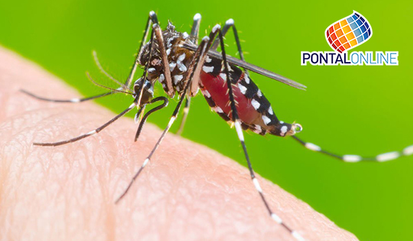 Dengue: 25 mortes já foram confirmadas no Estado