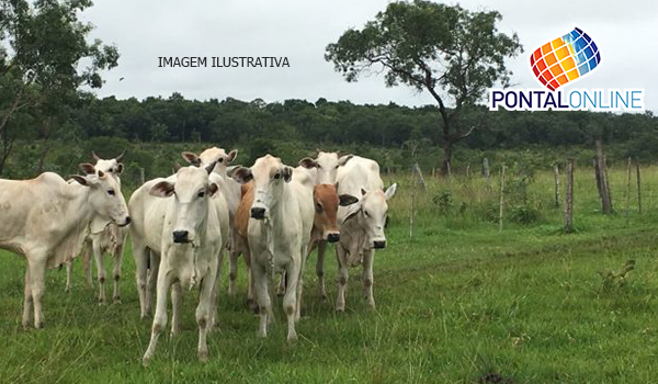 Polícia investiga furto de gado em fazenda na BR-153