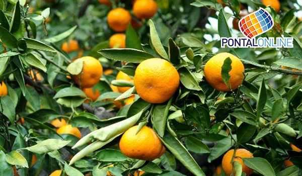 Minas Gerais é destaque na produção de citros