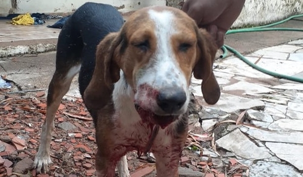 Homem é preso ao agredir cachorro do vizinho em chácara de Uberlândia