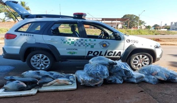 POLÍCIA MILITAR DE MEIO AMBIENTE, APREENDE QUASE 280 KILOS DE PEIXE SEM PROCEDÊNCIA