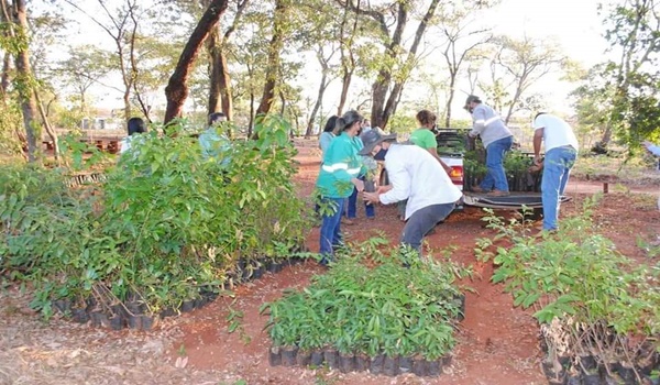 USINA CERRADÃO DOOU CENTENAS DE MUDAS DE ÁRVORES PARA A SECRETARIA DO MEIO AMBIENTE