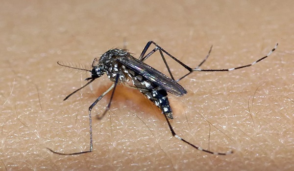 AEDES AEGYPTI: TRIÂNGULO, ALTO PARANAÍBA E NOROESTE SOMAM MAIS DE 4 MIL CASOS PROVÁVEIS DE DENGUE EM 2021