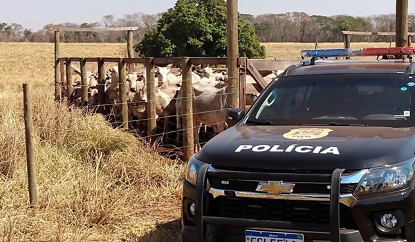 POLÍCIA CIVIL RECUPERA 72 BOVINOS FURTADOS EM PROPRIEDADE RURAL DE PALESTINA