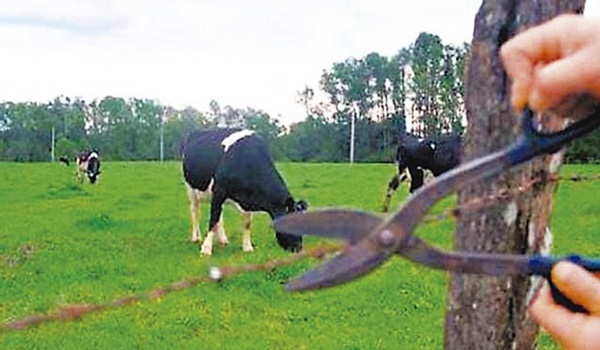 LADRÕES FURTAM E ABATEM QUATRO BOVINOS EM PROPRIEDADE NO MUNICÍPIO DE FRUTAL