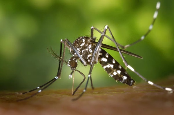 AEDES AEGYPTI: MAIS 235 CASOS PROVÁVEIS DE DENGUE SÃO REGISTRADOS NO TRIÂNGULO, ALTO PARANAÍBA E NOROESTE