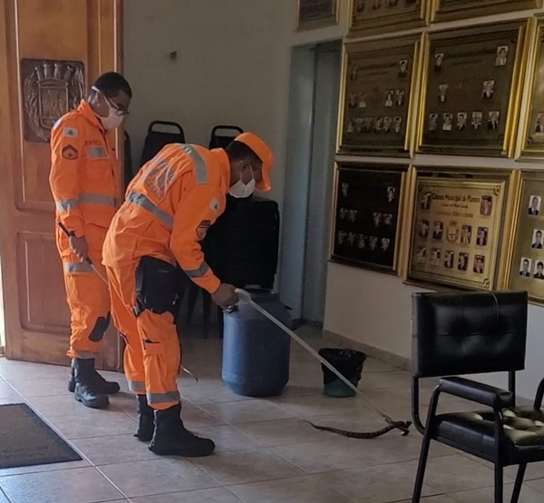 SERPENTE É CAPTURADA PELO CORPO DE BOMBEIROS DENTRO DA CÂMARA DE VEREADORES DA CIDADE DE PLANURA