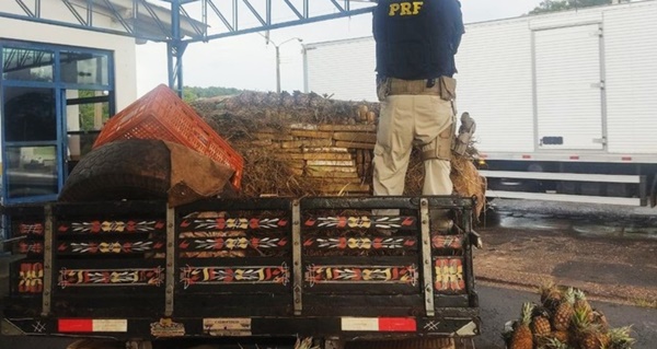 MACONHA ESCONDIDA EM CARGA DE ABACAXI QUE VIRIA PARA FRUTAL É APREENDIDA EM MATO GROSSO DO SUL