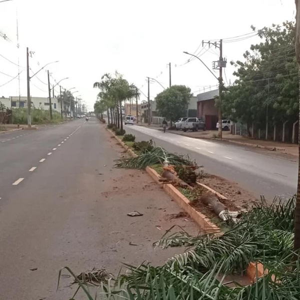 CAMINHONETE INVADE CANTEIRO E ARRANCA COQUEIROS NA AVENIDA JK