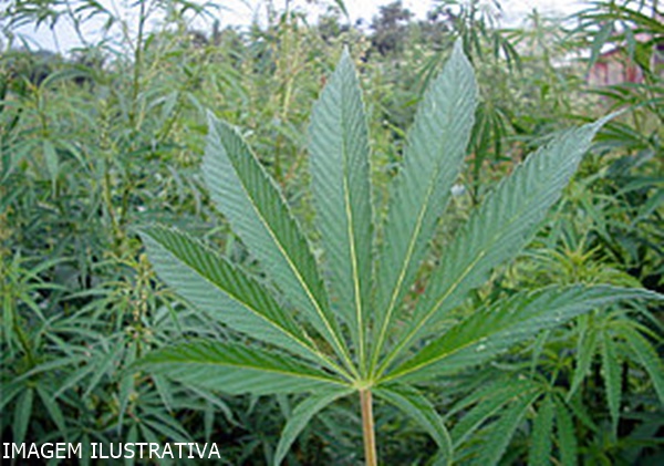 PÉS DE MACONHA SÃO ENCONTRADAS EM RESIDÊNCIA NA CIDADE DE CONCEIÇÃO DAS ALAGOAS