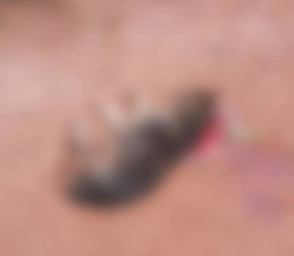 DONO MATA CACHORRO COM GOLPES DE ENXADA NA CABEÇA EM ITUIUTABA