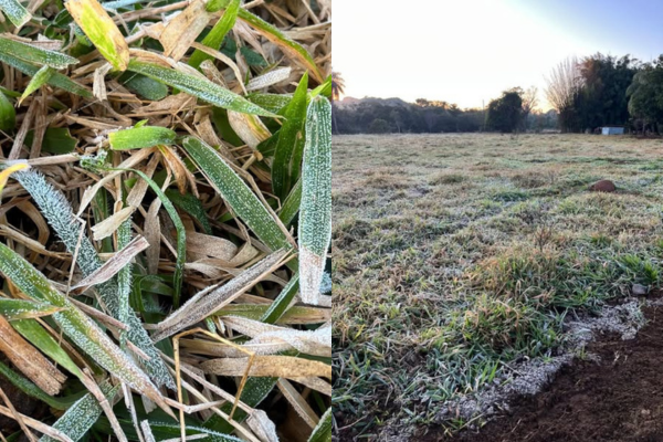 GEADA ATINGE PROPRIEDADES RURAIS EM FRUTAL NA MADRUGADA DESTA QUARTA (25); TEMPERATURA CHEGA A 7°C