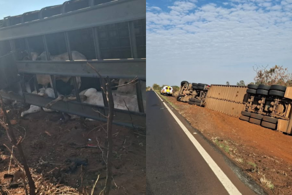 CAMINHÃO COM 65 BOVINOS TOMBA NA MGC-497 EM UBERLÂNDIA; DEZ ANIMAIS MORREM NO LOCAL