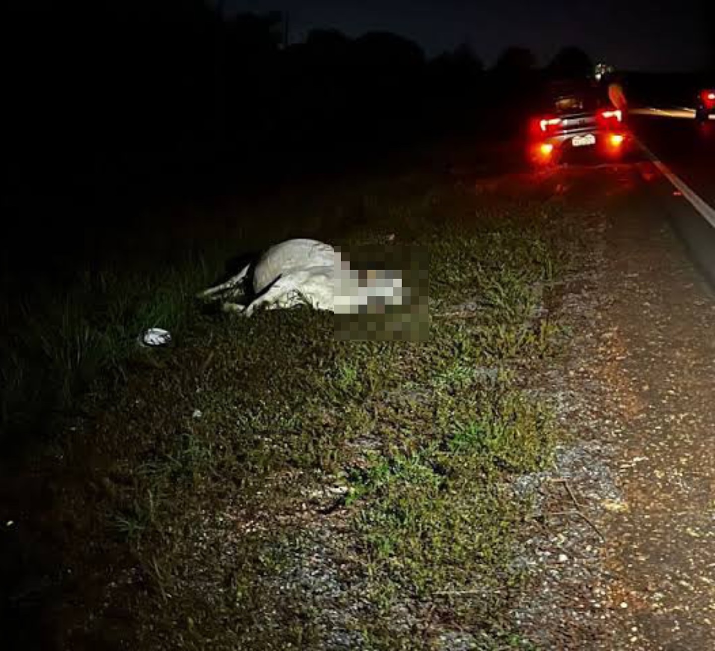 CARRO ATROPELA BOI NA MG-255, EM FRUTAL; MOTORISTA E PASSAGEIRO FICAM FERIDOS
