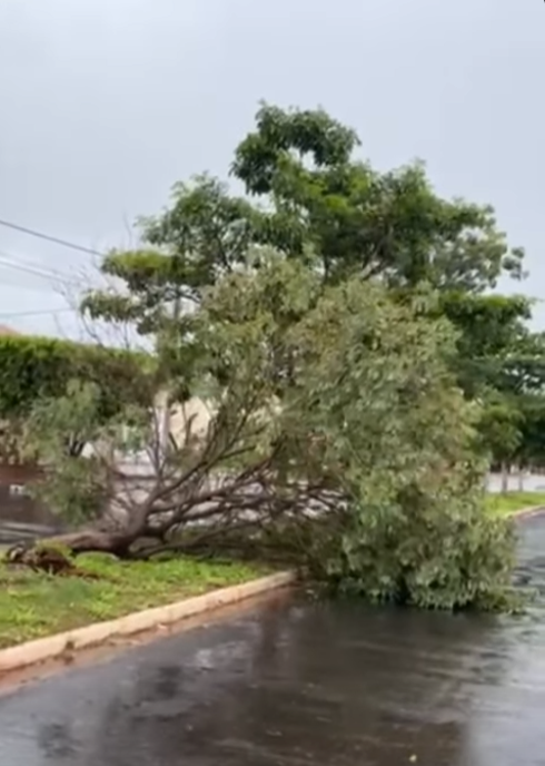 FORTE TEMPORAL COM RAJADAS DE VENTO ARRANCA ÁRVORE PELA RAIZ EM FRUTAL
