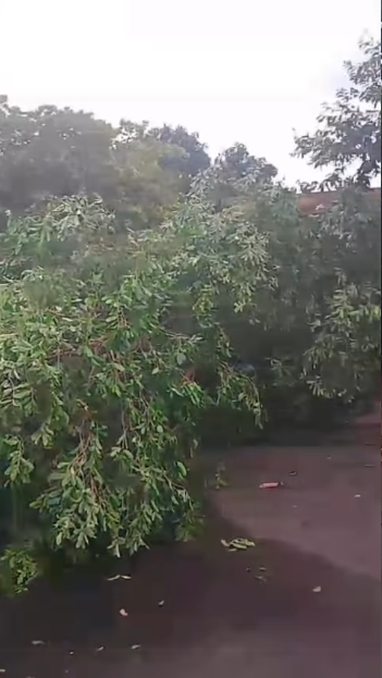 QUEDA DE ÁRVORE APÓS TEMPORAL INTERDITA RUA NA VILA ESPERANÇA EM FRUTAL