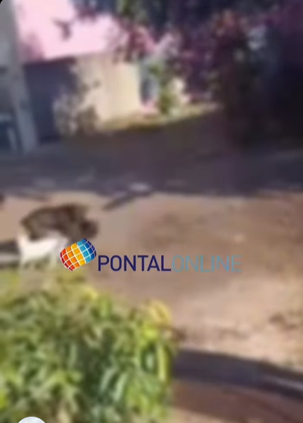 PITBULL ESCAPA DE RESIDÊNCIA E ATACA CÃO NO BAIRRO IPÊ AMARELO EM FRUTAL