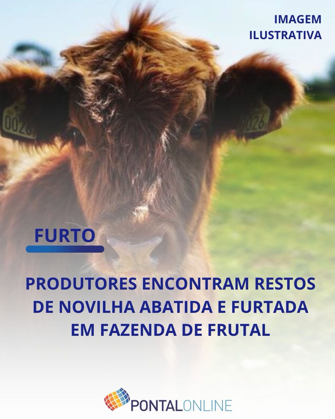 PRODUTOR RURAL DENUNCIA FURTO E ABATE DE NOVILHA EM PROPRIEDADE DE FRUTAL
