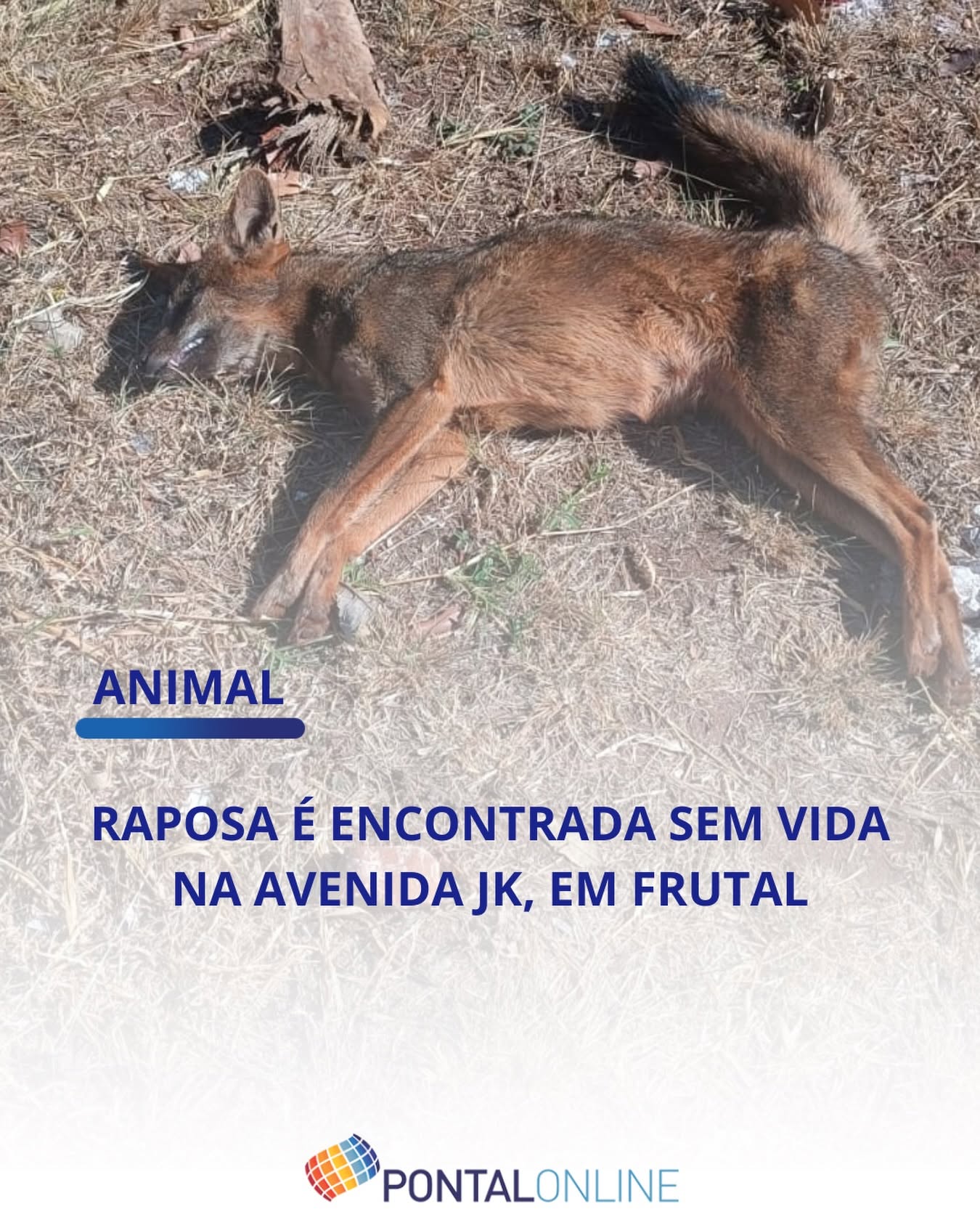 RAPOSA É ENCONTRADA MORTA EM AVENIDA DE FRUTAL APÓS POSSÍVEL ATROPELAMENTO