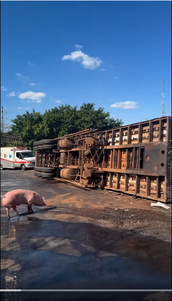 CARRETA COM CERCA DE 200 PORCOS TOMBA EM ALÇA DE ACESSO ENTRE SP-310 E BR-153 EM RIO PRETO