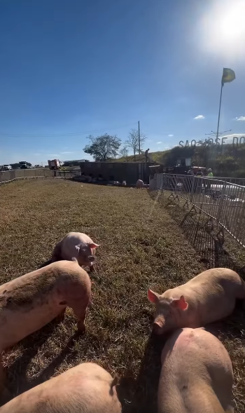 RESGATE DE PORCOS SEGUE APÓS TOMBO DE CARRETA NA SP-310 EM RIO PRETO