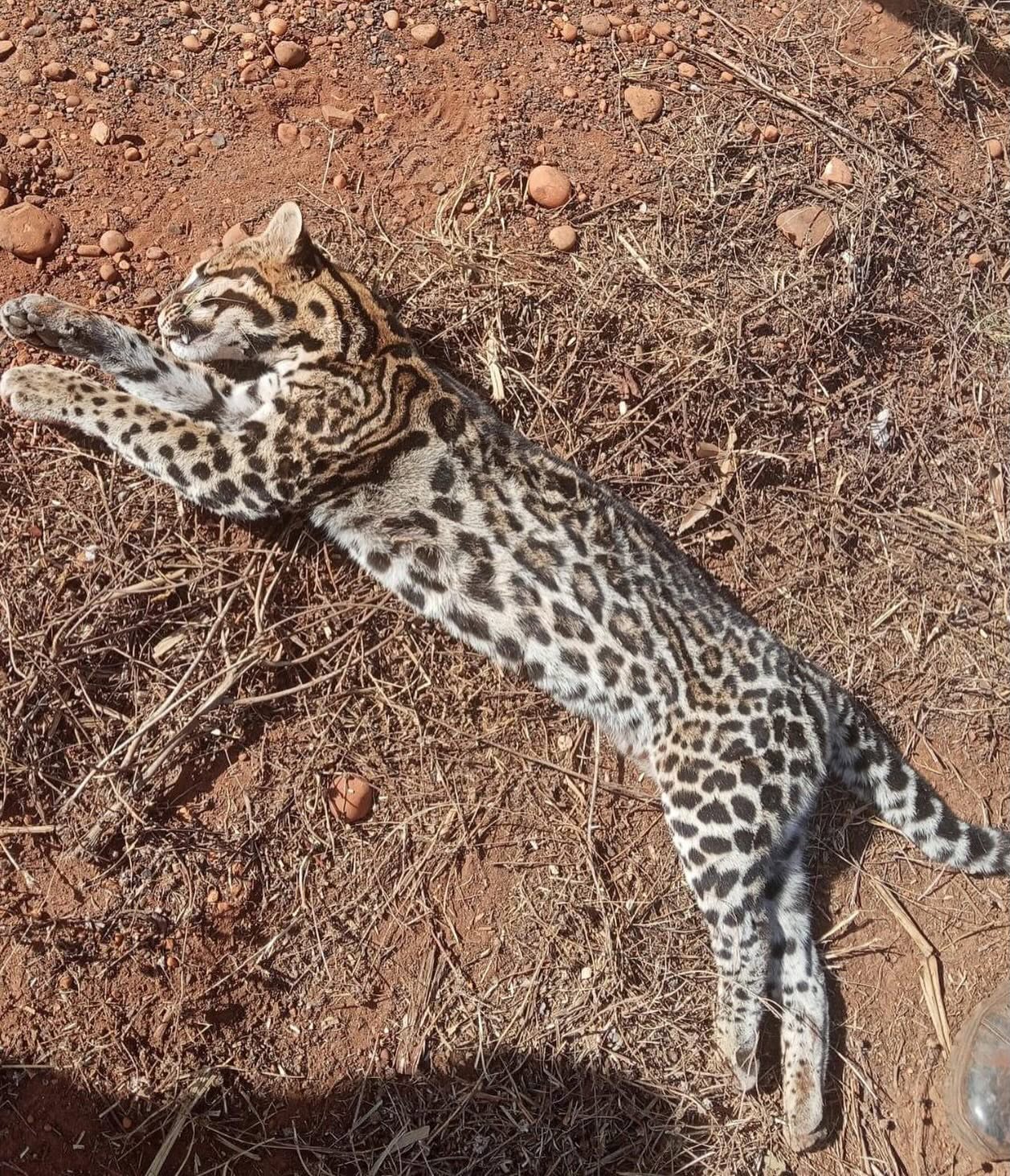 JAGUATIRICA É ENCONTRADA MORTA ÀS MARGENS DE RODOVIA EM FRUTAL