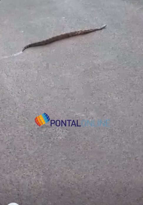 COBRA É AVISTADA NA AVENIDA DAS AMÉRICAS E CHAMA A ATENÇÃO DE MORADORES