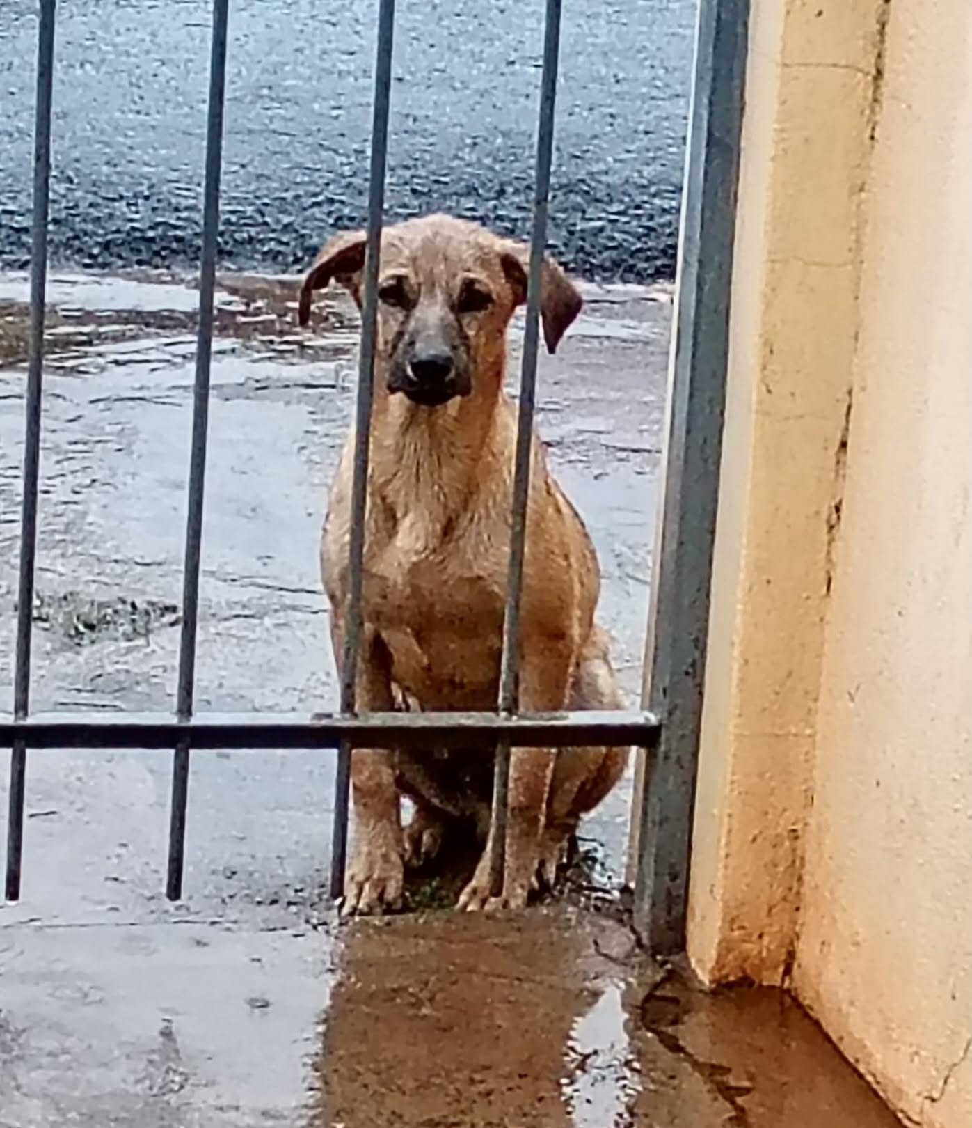 CACHORRO É ENCONTRADO NA RUA UBERLÂNDIA E PROCURA PELO DONO EM FRUTAL