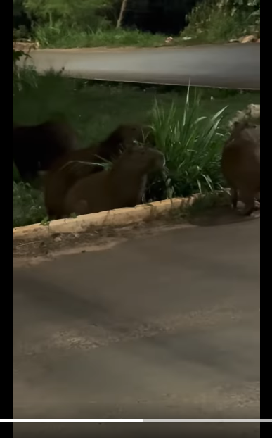 FAMÍLIA DE CAPIVARAS É AVISTADA NO BAIRRO CIDADE DAS ÁGUAS EM FRUTAL